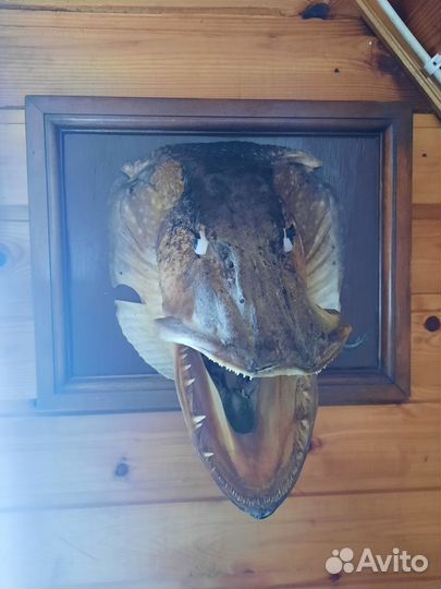 Чучело головы щуки