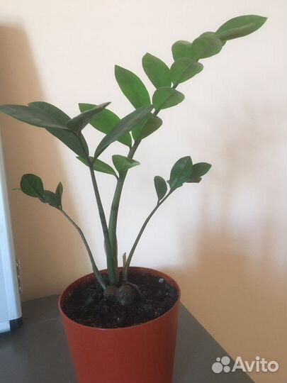 Замиокулькас