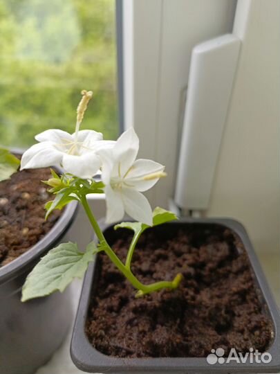 Кампанула невеста