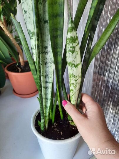 Сансевиерия