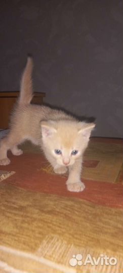 Кошка в дар бесплатно