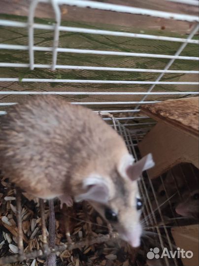 Мышь иглистая каирская