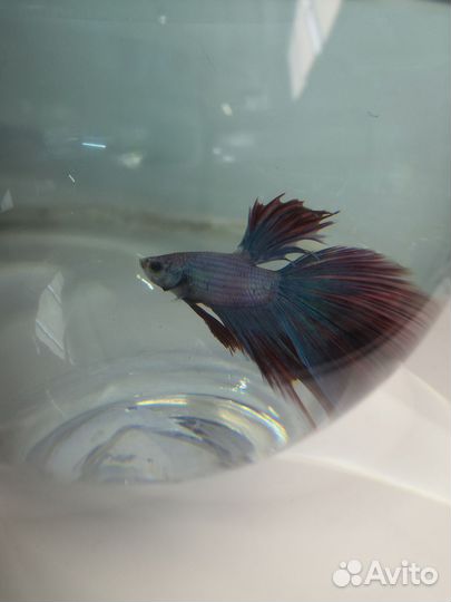 Рыбка петушок