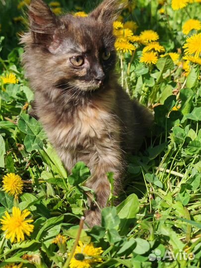 Кошечка ищет дом