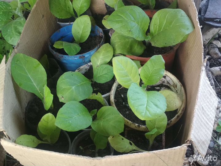 Рассада табака