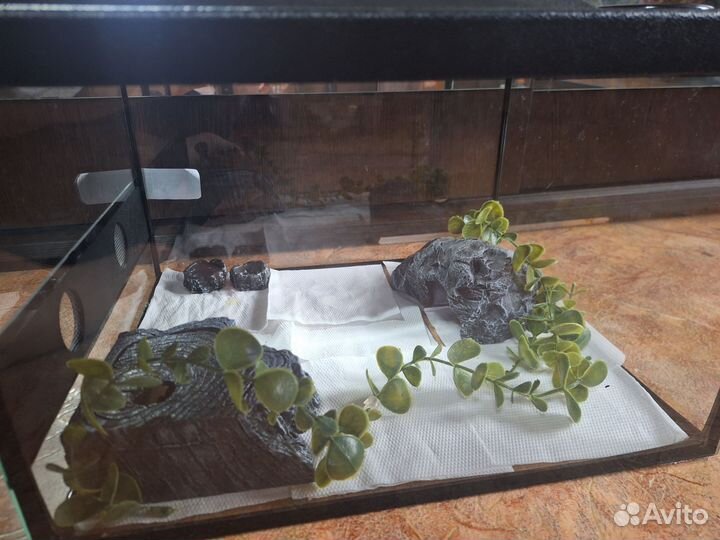 Эублефар с террариумом