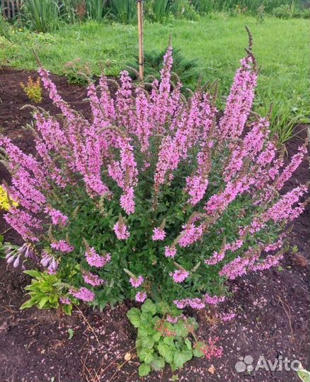 Цветы для сада многолетние