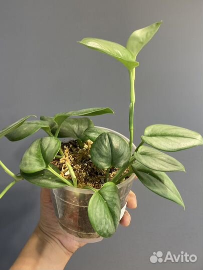 Сциндапсус мунлайт