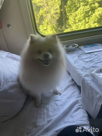 Немецкий шпиц вязка