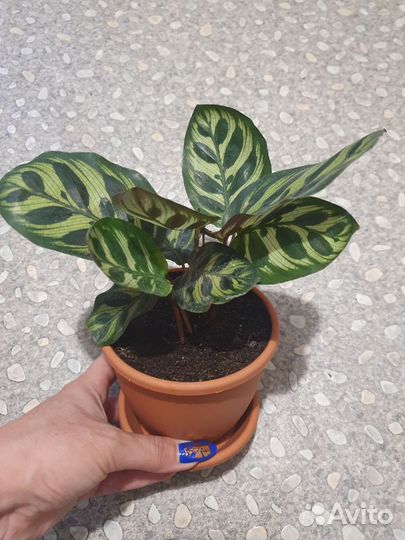 Калатея. Аглаонемы. Фил.Пеперомия