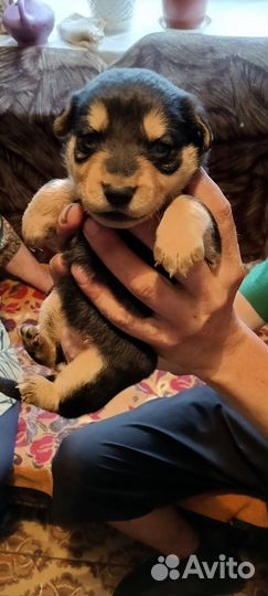 Щенок в добрые руки бесплатно
