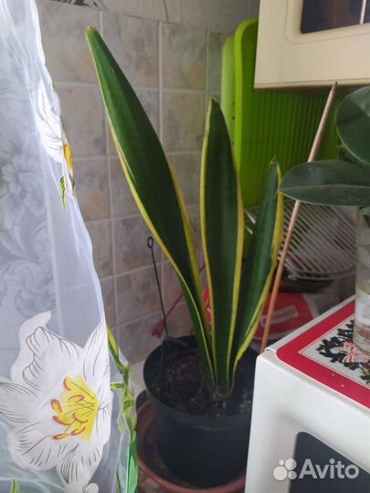 Хлорофитум и др.цветы