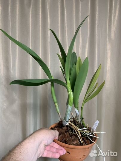 Продам орхидею