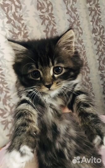 Котёнок