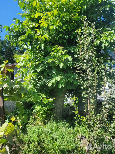 Отдам бесплатно грецкий орех под спил