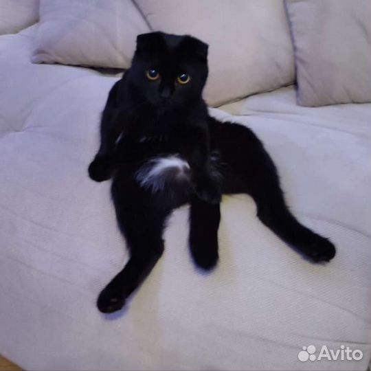 Молодая вислоухая кошечка для вязки