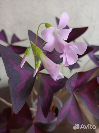 Кислица оксалис