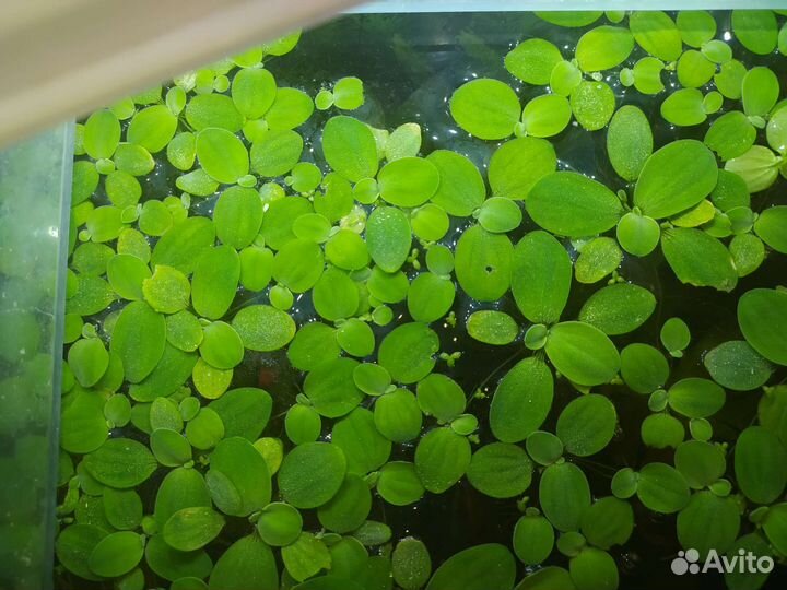 Пистия- аквариумное растение