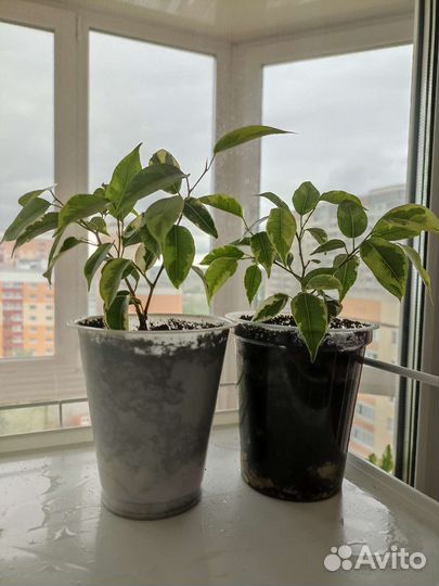 Фикус бенджамина Кинки