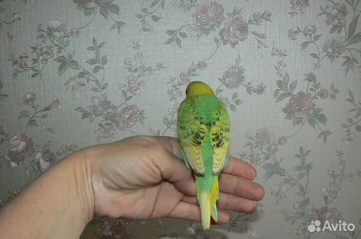 Волнистые попугаи