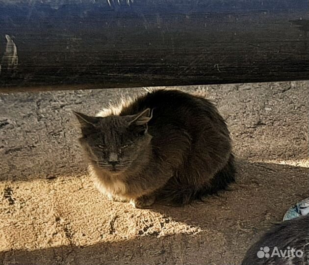 Котенок мейн-кун на улице