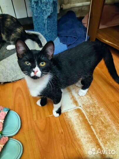 Девочка ищет дом