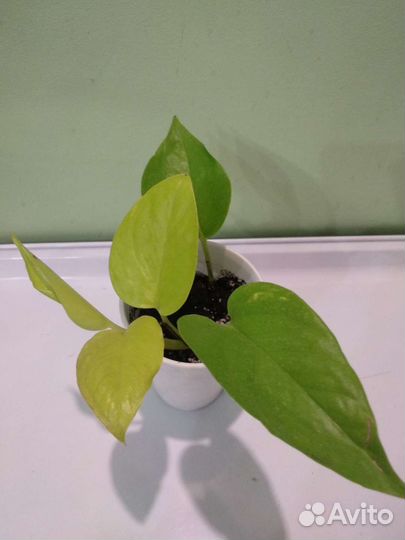 Эпипремнум/сциндапсус неон/голден потос