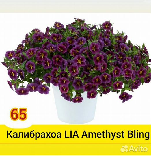 Черенки вегетативной калибрахоа