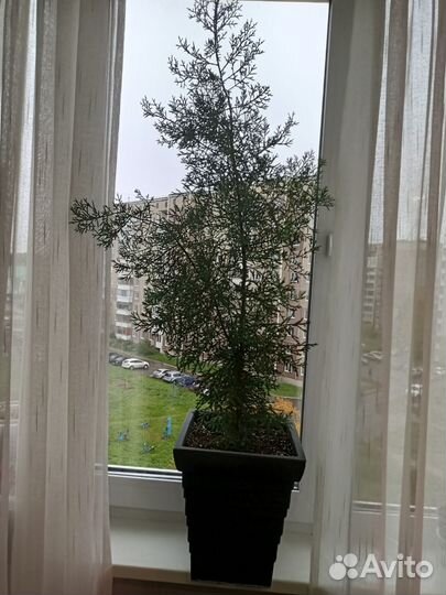 Кипарисовик