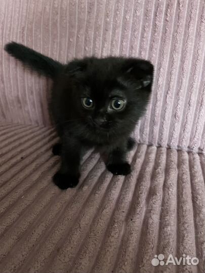 Британский котенок