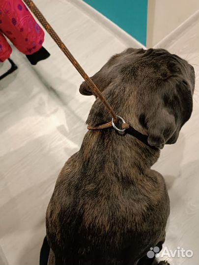 Ошейник удавка для собак