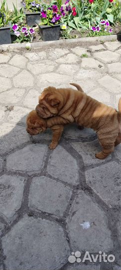 Собаки щенки