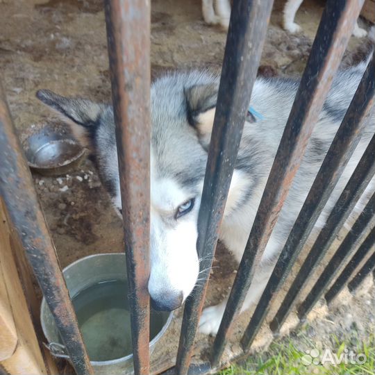 Хаски с приюта