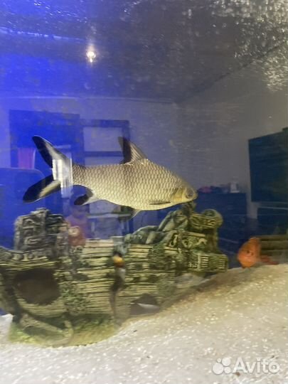 Акулий балу