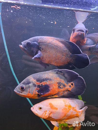 Астронотусы