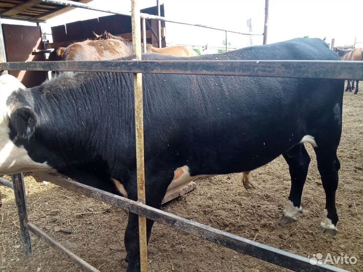 Бычок и телка