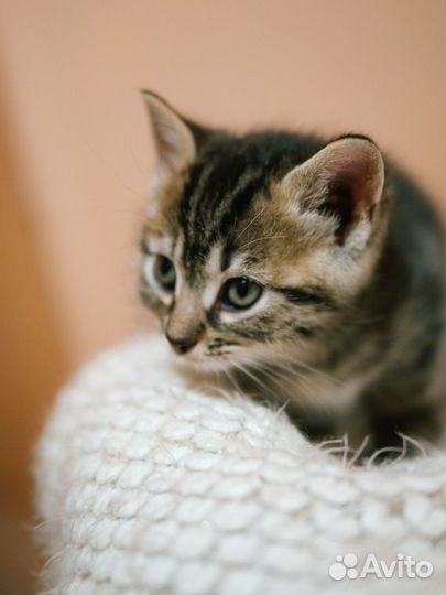 Котенок в добрые руки