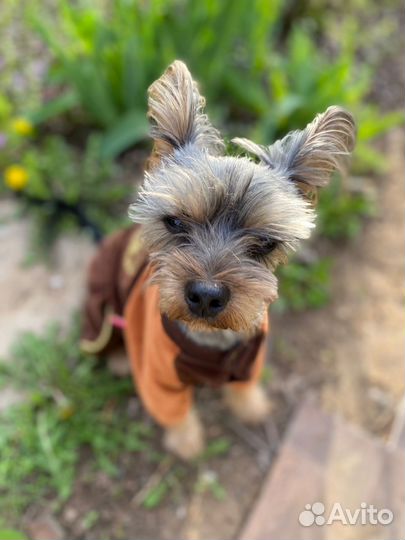 Йоркширский терьер вязка мальчик