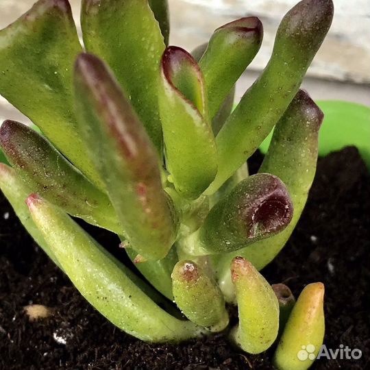 Крассула Хоббит (ушки Шрека)