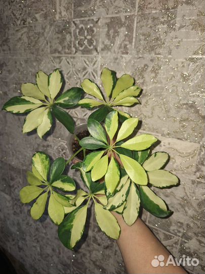 Шефлера жанин