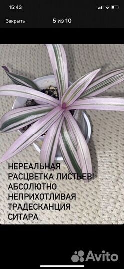 Эпипремнум,Сингониум,традесканция