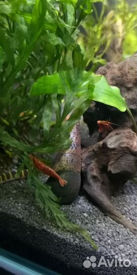 Креветки вишня