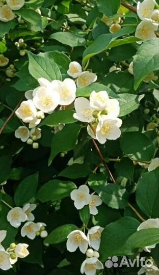 Жасмин (чубушник) саженцы
