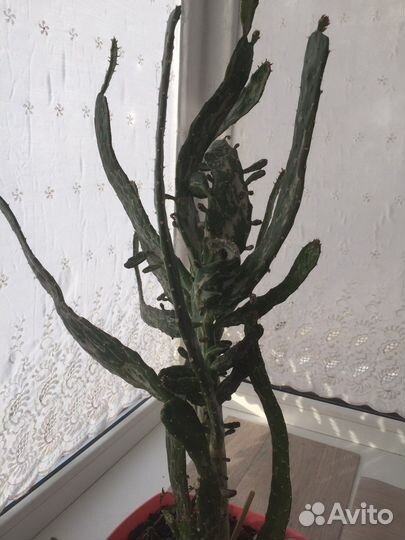 Кактус с оби