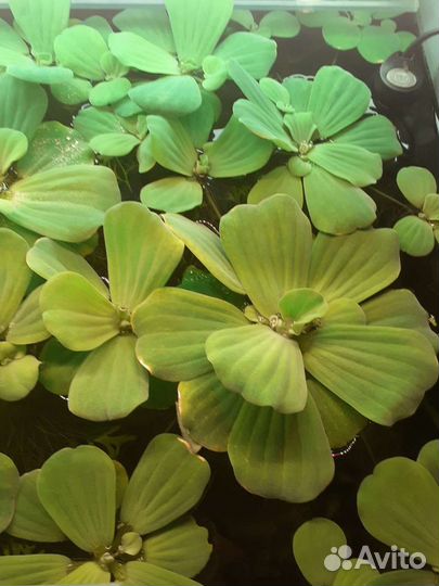 Растения пистия и Элодея канадская