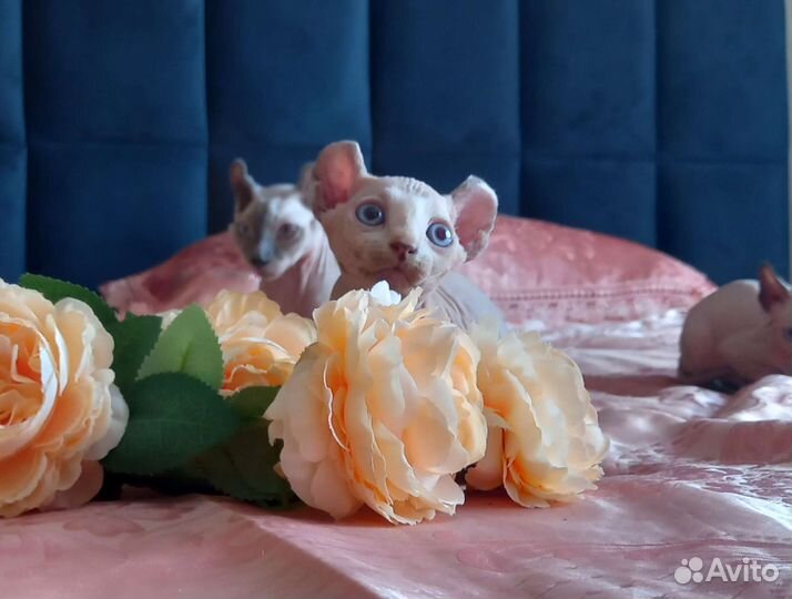 Котята сфинкс эльф