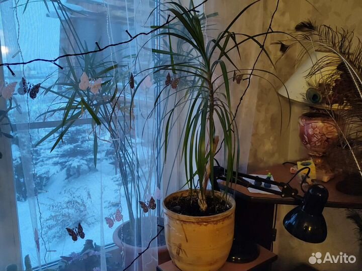 Шефлера и драцена