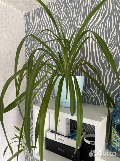 Хлорофитум