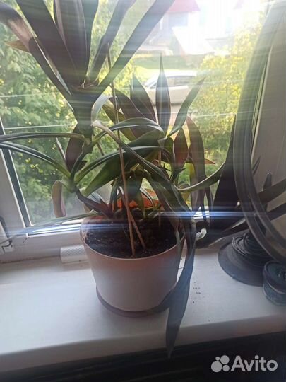 Комнатные растения цветы