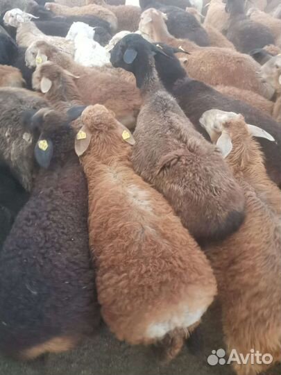 Овцы бараны ягнята